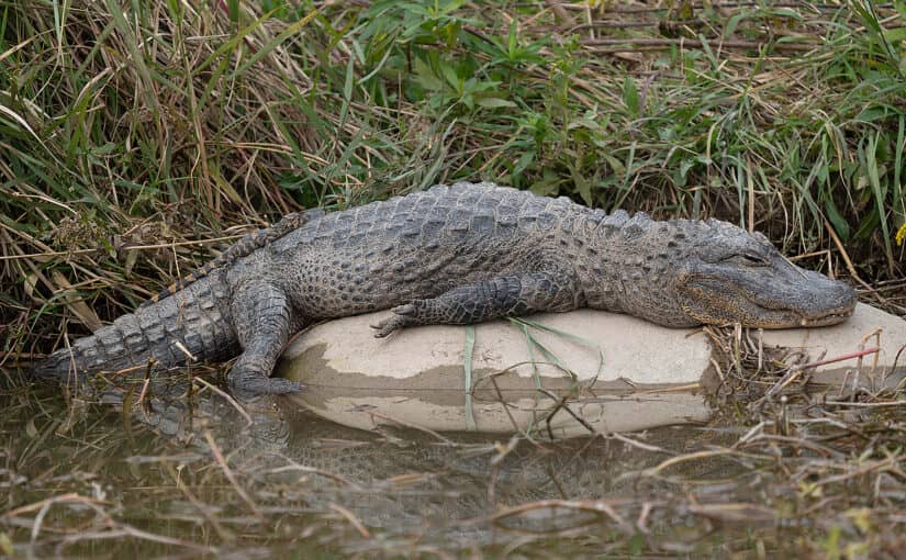 Chinese Alligator Sanctuary