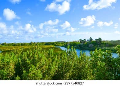 Lush Wetland Ecosystem