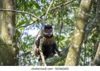 Monkey Encounters