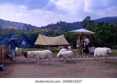 Sheep Farm Fun
