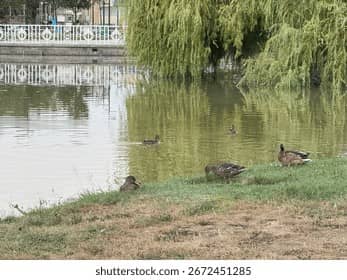 Tranquil Ponds