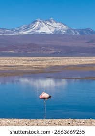 Salt Flat Boardwalks