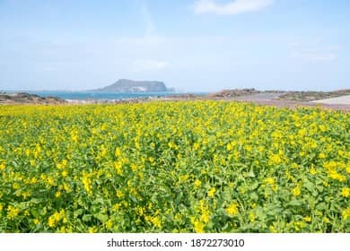 Rapeseed Flower Field