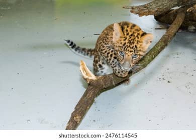Leopard Cubs