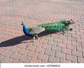 Peacocks and Ducks