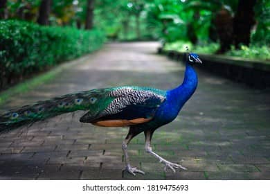 Exotic Bird Aviary