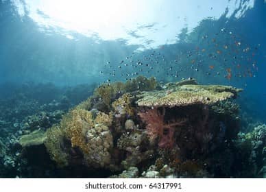 Vibrant Coral Gardens