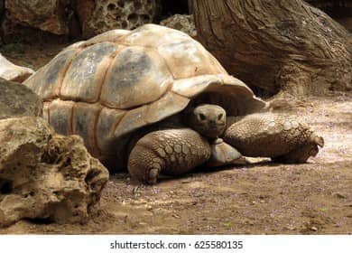 Giant Tortoise