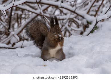 Wildlife Encounters