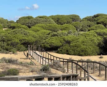 Unique Juniper and Savin Forest