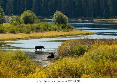 Potential Wildlife Encounters