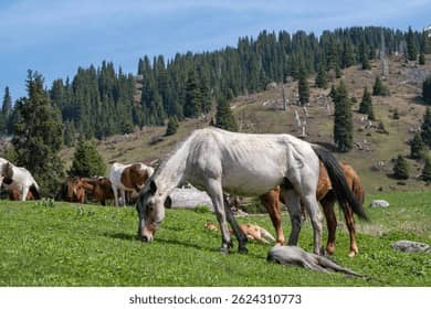 Fairy Tale Horse Encounters