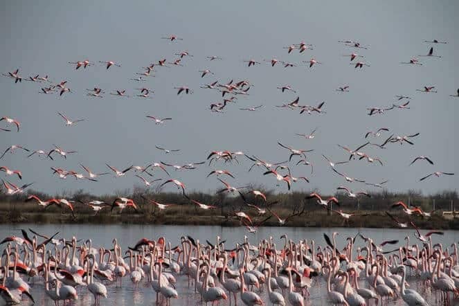 Lagoon Views & Wildlife
