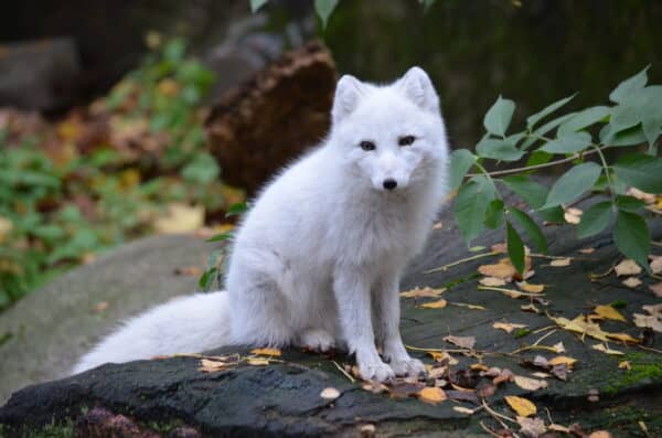 Nordic Wildlife Zoo