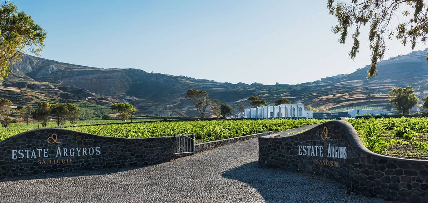Vineyard Views