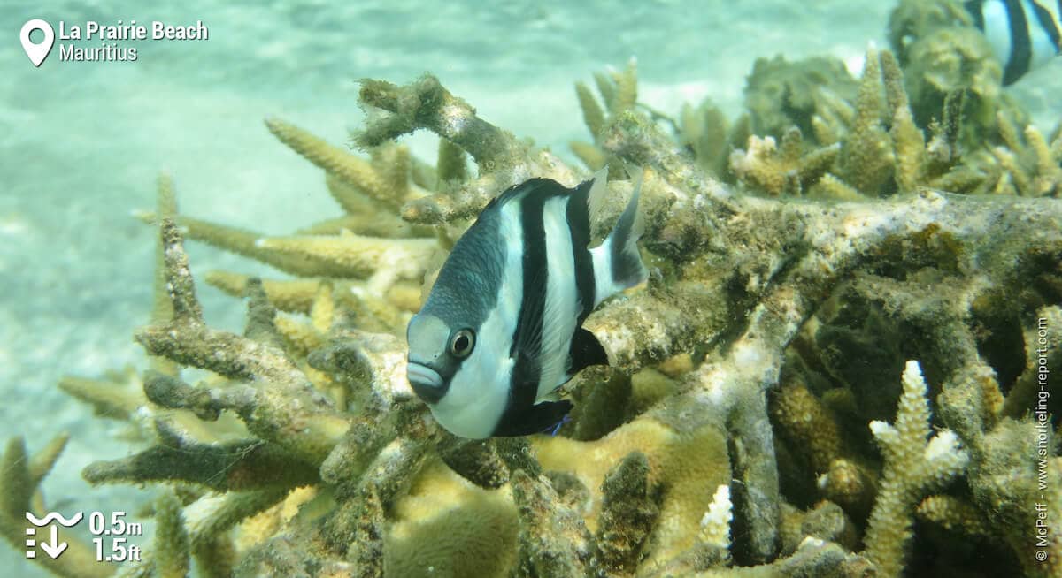 Vibrant Coral Reefs