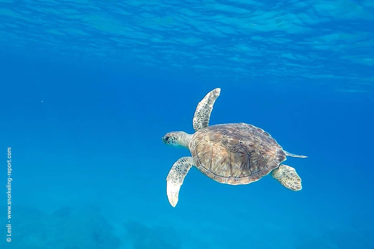 Serene Early Morning Snorkel
