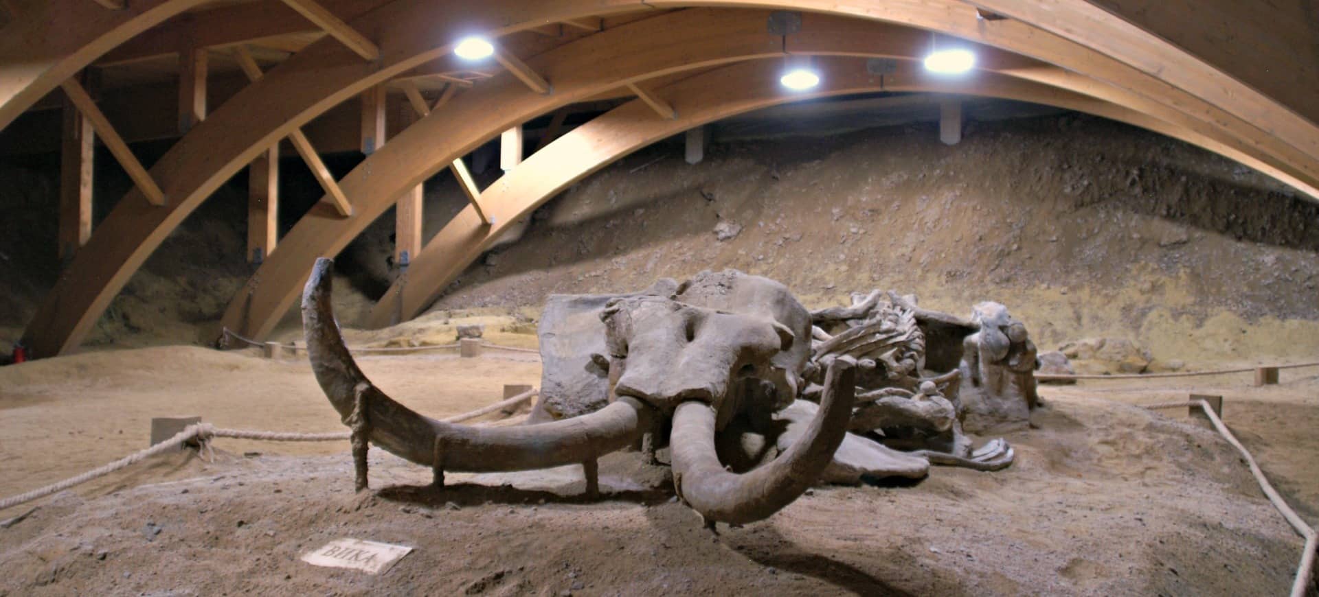 Ancient Mammoth Skeleton