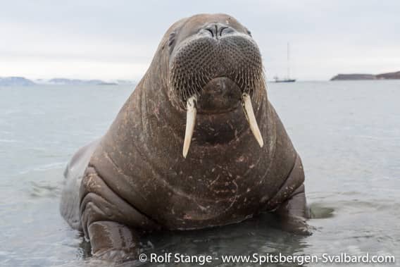 Arctic Wildlife Spotting