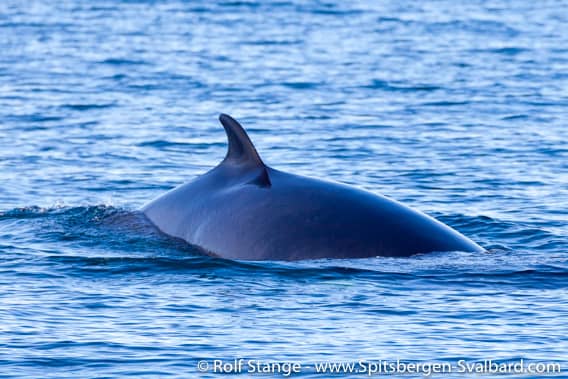 Arctic Wildlife Encounters