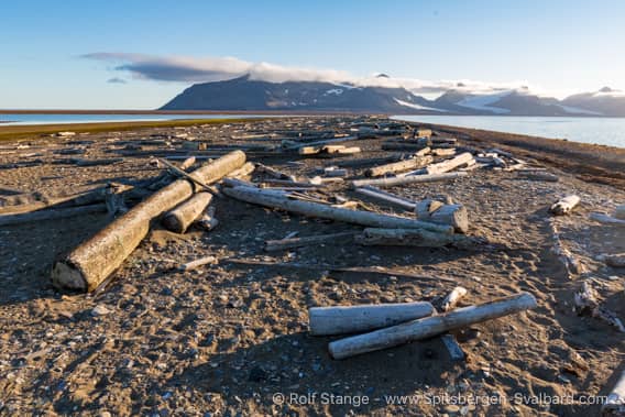 Driftwood Beaches