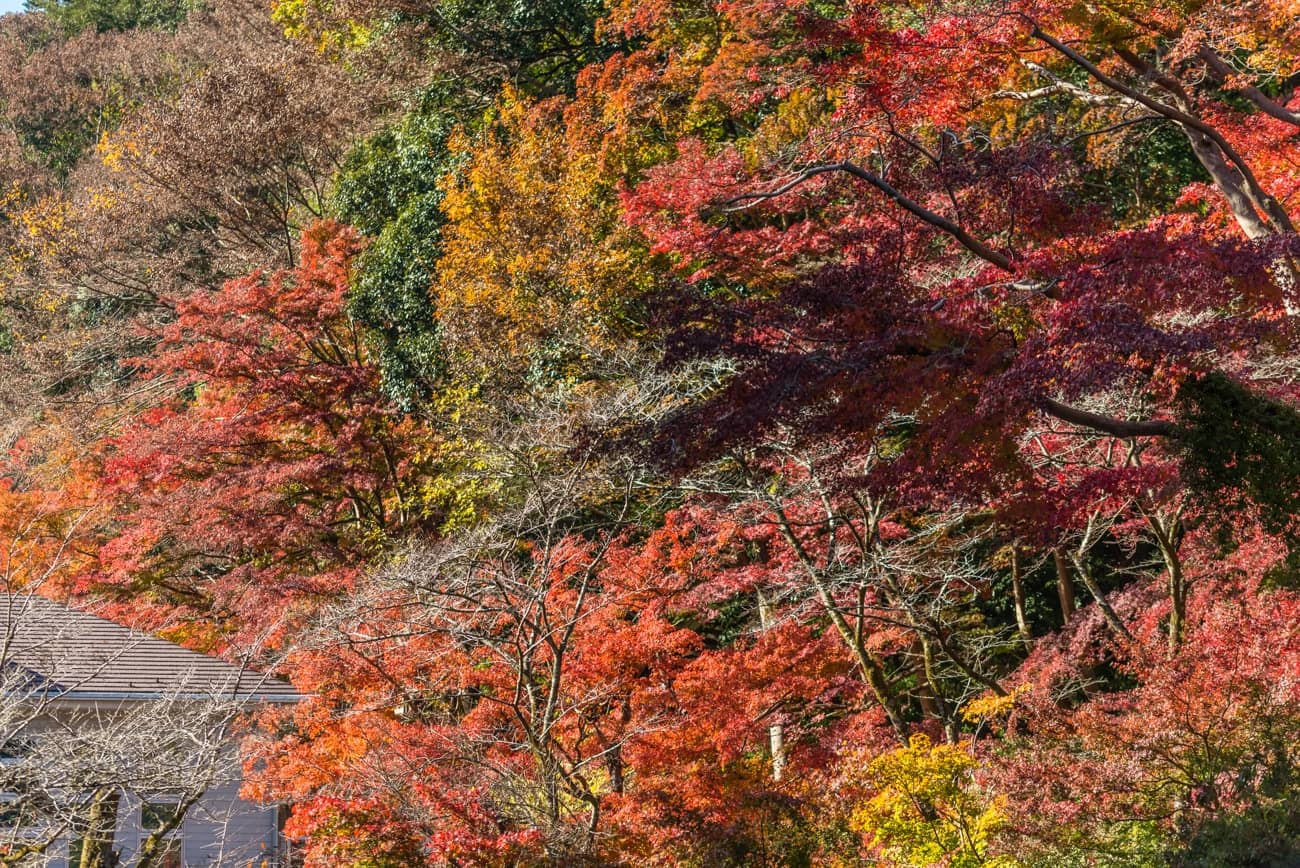 Azalea Garden