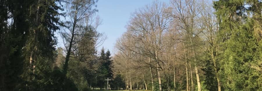 Lush Greenery and Oak Trees