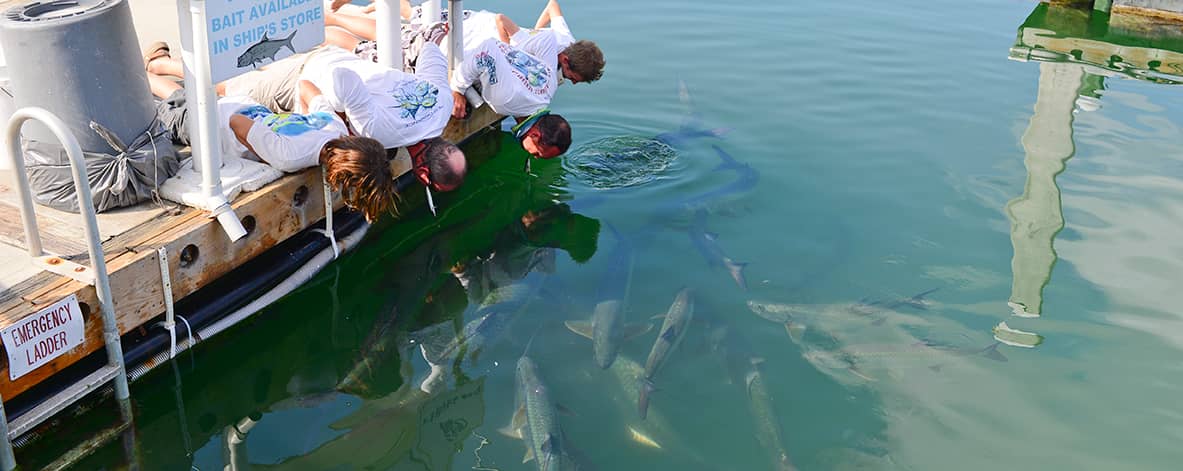 Tarpon and Shark Feeding