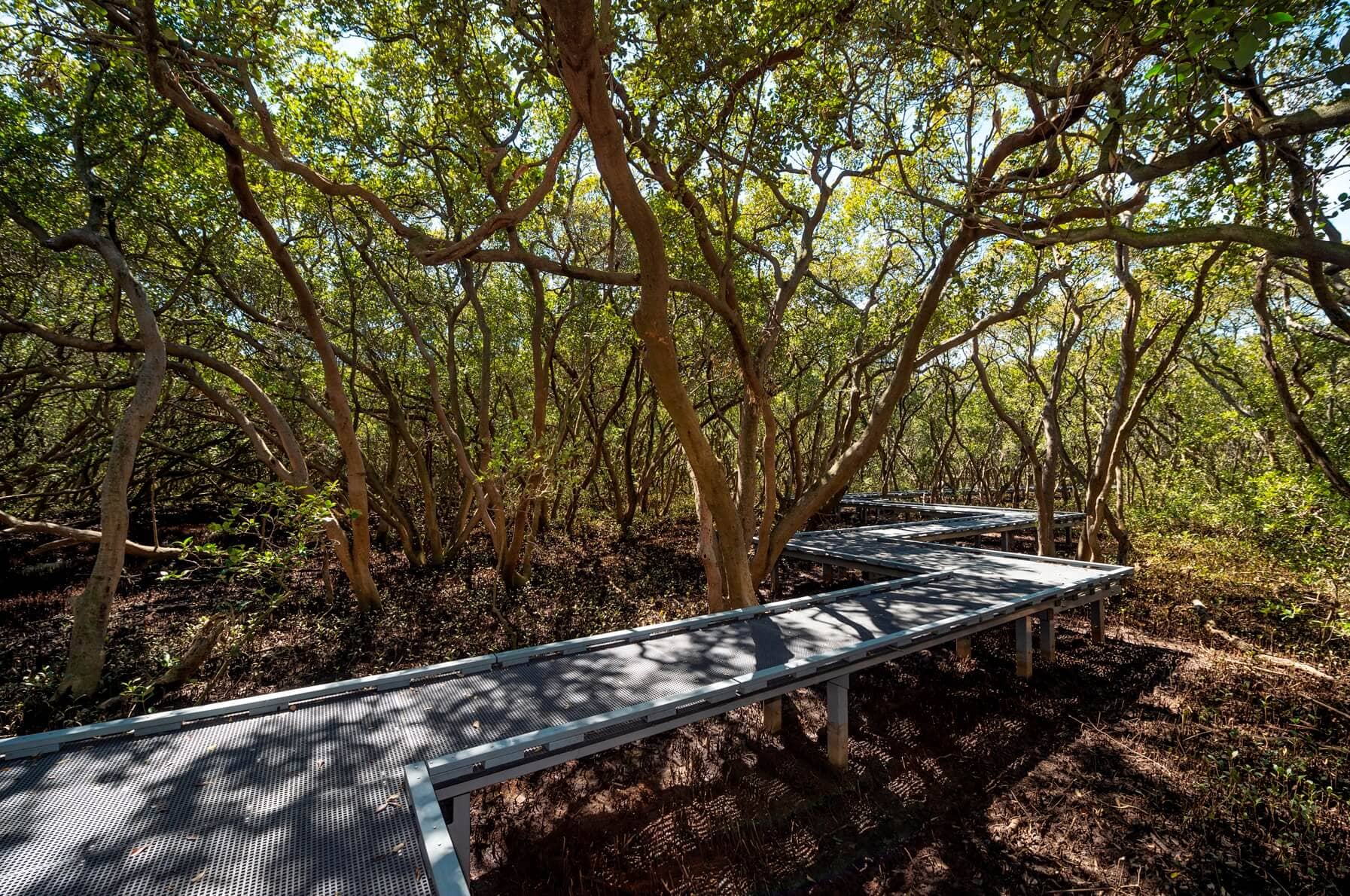 Badu Mangroves