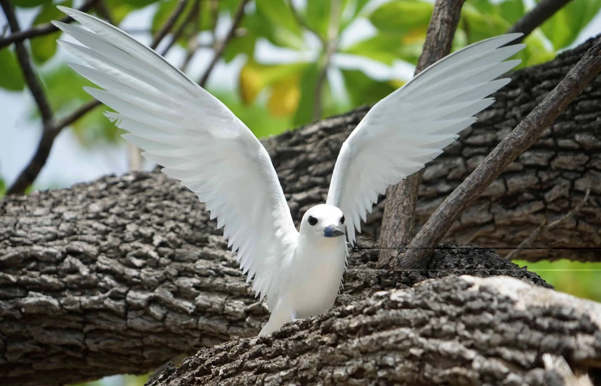 Abundant Wildlife