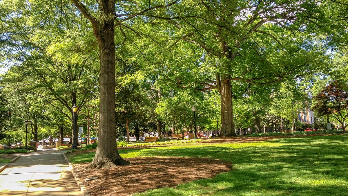 Lush Greenery and Shade