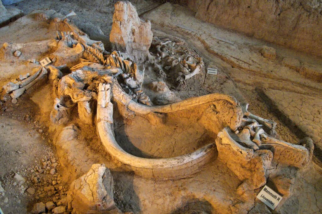 Kid's Fossil Dig Pit