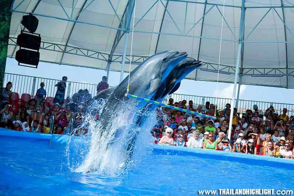 Seal Show Charm