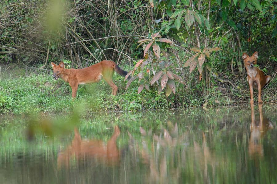 Abundant Wildlife Sightings