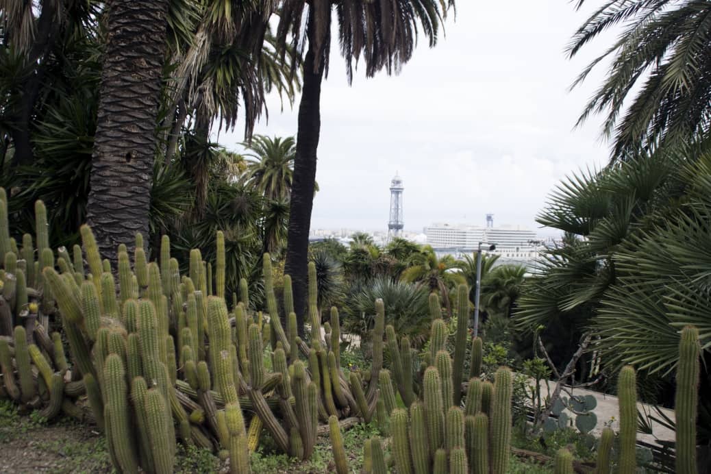 Cactus Garden