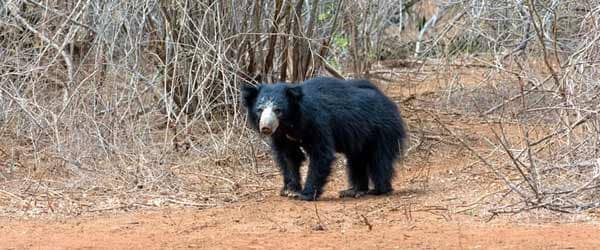 Sloth Bears