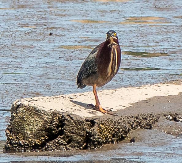 Wildlife Spotting