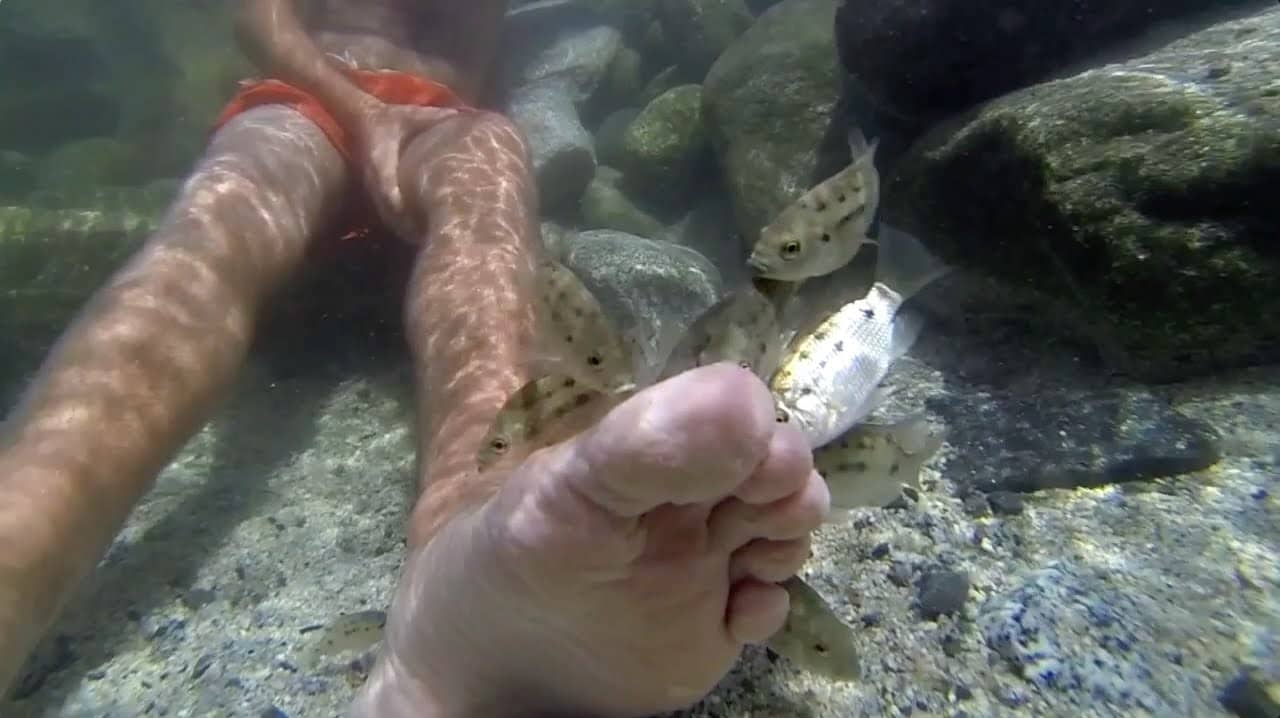 Fish Foot Spa