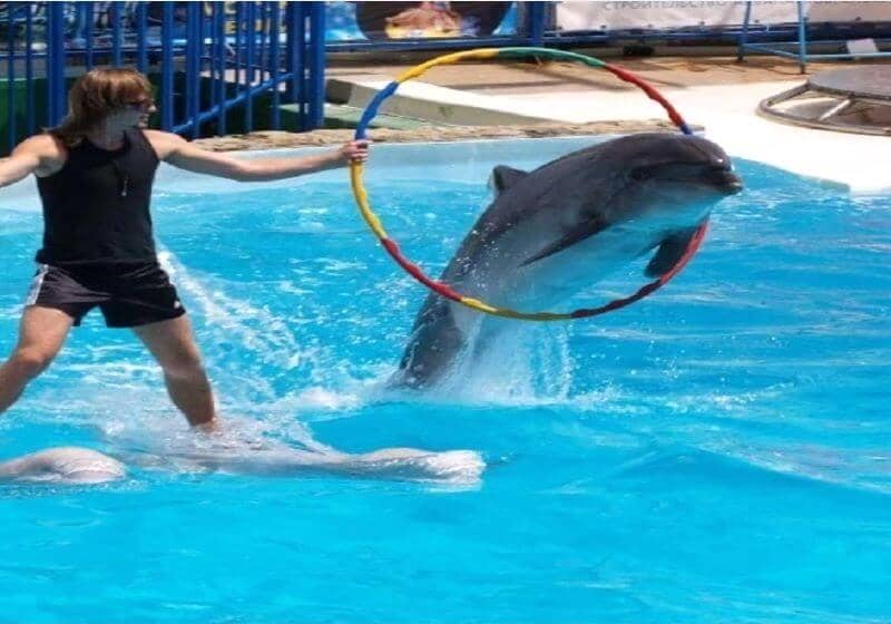 Dolphin & Seal Shows