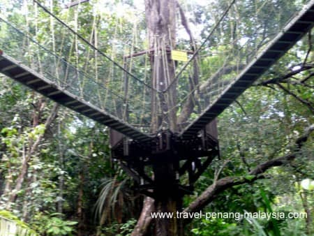 Canopy Walkway