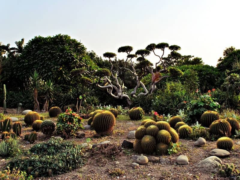 Cactus Exhibit