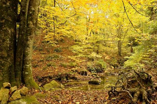 Ancient Forests