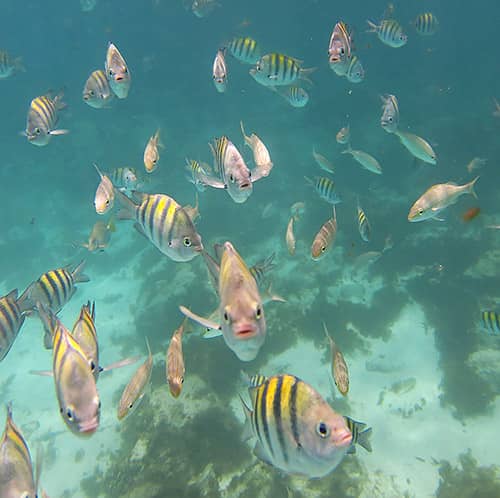 Vibrant Snorkeling