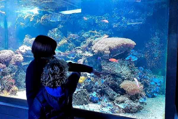 The University Aquarium