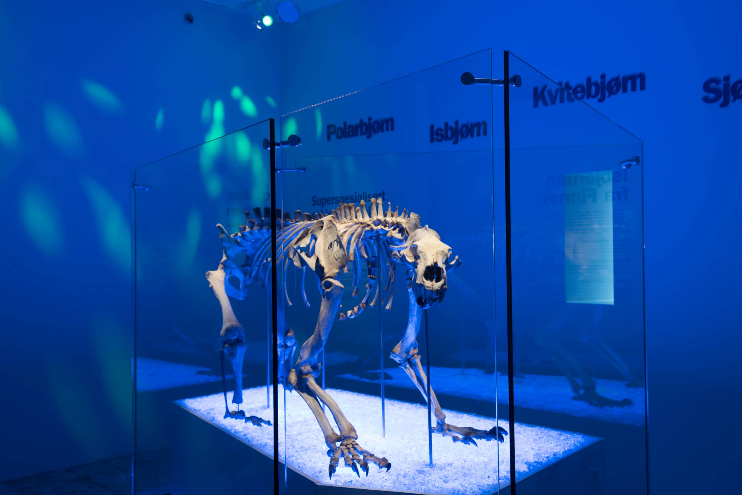 Polar Bear Skeleton