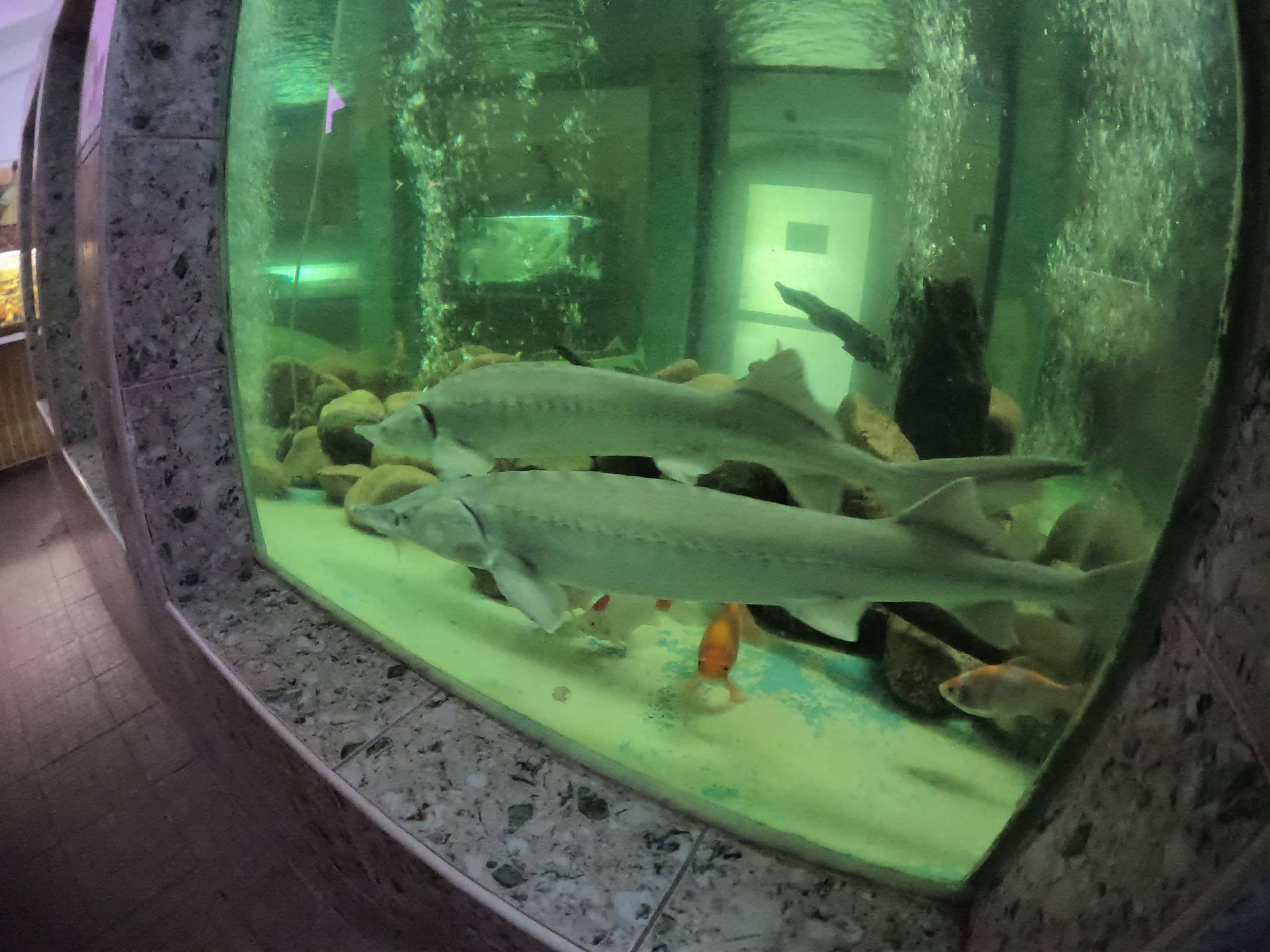 On-site Aquarium