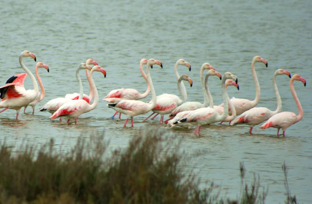 Birdwatching Lagoon