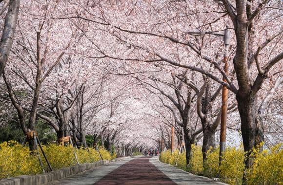 Cherry Blossom Avenue