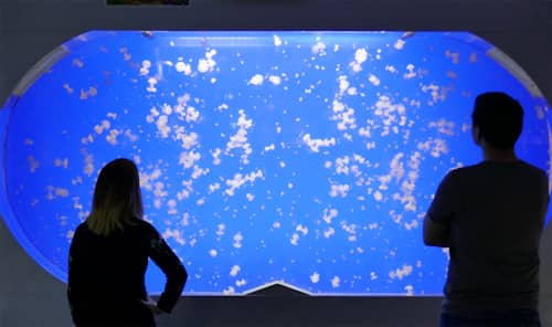 Jellyfish & Coral Reefs