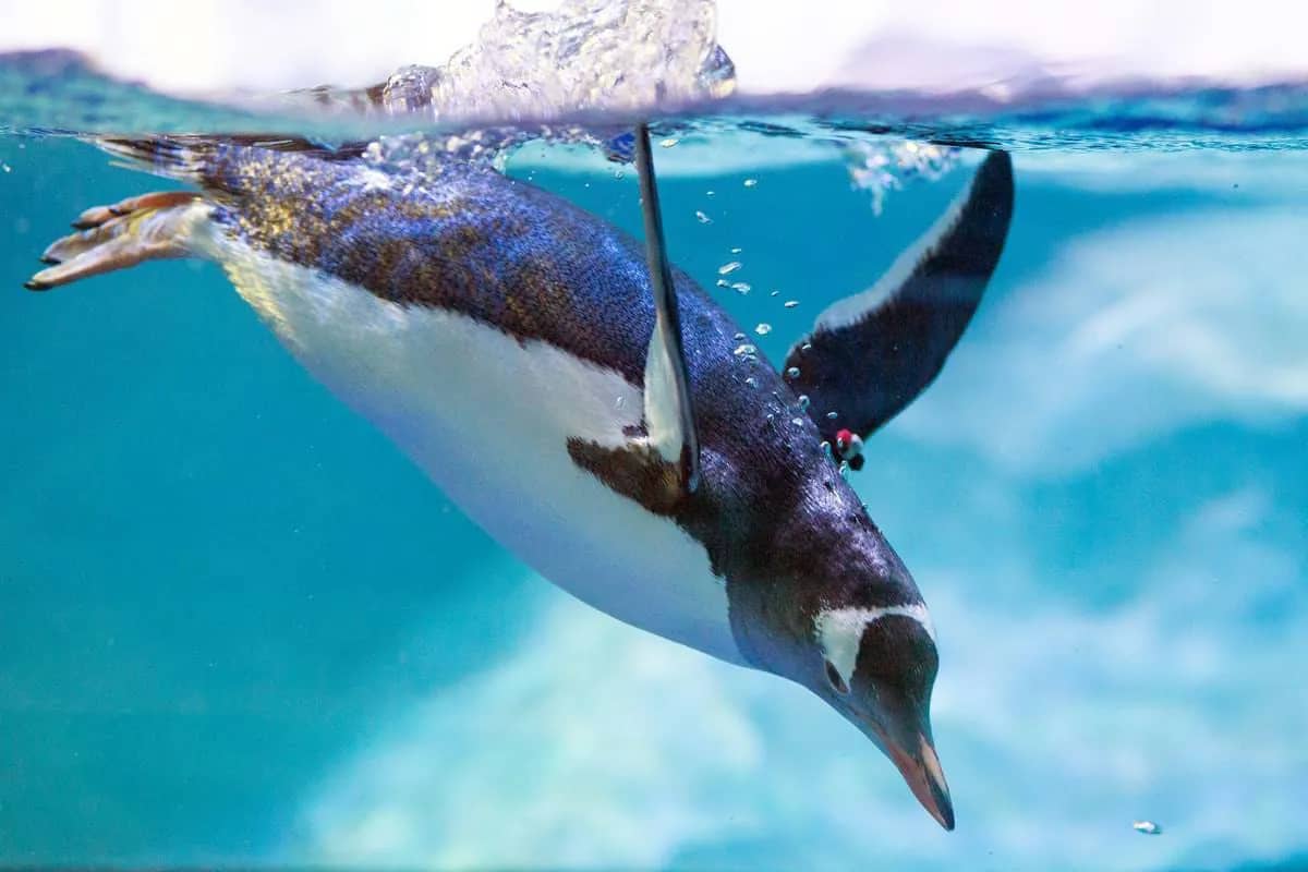 Penguin Playground